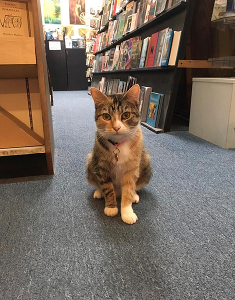 Franny the cat